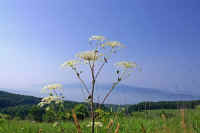 7-6sisiudo.jpg (55368 �o�C�g)