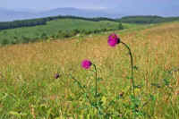 7-7azami.jpg (74079 バイト)