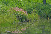 7-8simotukesou.jpg (96709 �o�C�g)