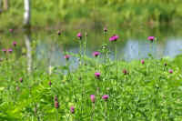 7-9azami.jpg (71310 �o�C�g)