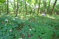 8-10renngesyouma.jpg (74091 バイト)