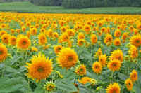 8-11yaehimawari.jpg (86421 �o�C�g)