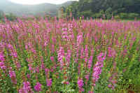 8-1misohagi.jpg (109806 �o�C�g)