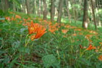 8-2kitunenokamisori.jpg (62065 バイト)