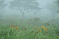 8-3tuwabuki.jpg (46084 �o�C�g)