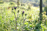 8-7azami.jpg (93352 �o�C�g)