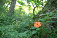 8-9fusigurosennnou.jpg (70039 バイト)