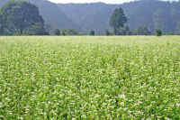 9-10soba.jpg (107249 �o�C�g)