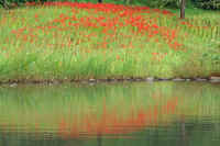 9-11higannbana.jpg (72863 �o�C�g)