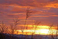 9-1susuki.jpg (66774 バイト)