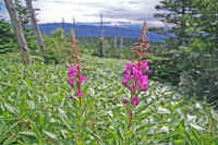 9-3yanagirann.jpg (86612 �o�C�g)