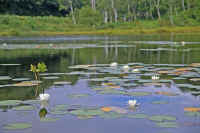 9-5hitujigusa.jpg (61884 �o�C�g)