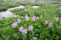 9-6hoteiaoi.jpg (91870 バイト)