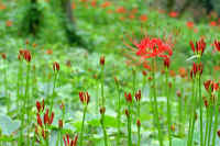 9-9higannbana.jpg (71888 �o�C�g)