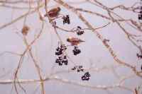 01kareki2.jpg (56947 バイト)