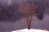 01kareki3.jpg (57103 �o�C�g)