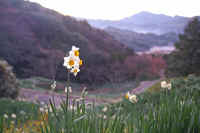 01suisenn1.jpg (54948 バイト)