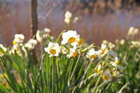 01suisenn2.jpg (64581 �o�C�g)