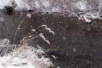 01susuki.jpg (91550 �o�C�g)