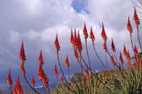 02aroe.jpg (68411 �o�C�g)