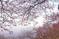 02hakubai.jpg (134906 バイト)