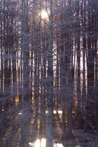 02kareki.jpg (90764 �o�C�g)