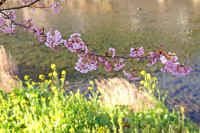 02kawazuzakura.jpg (79082 �o�C�g)