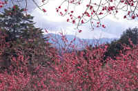 02koubai.jpg (109880 �o�C�g)