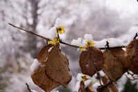 02mannsaku.jpg (60619 バイト)