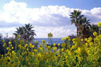 02nanohana.jpg (88380 �o�C�g)