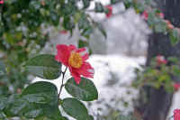 02tubaki.jpg (60504 �o�C�g)