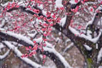 02ume.jpg (82159 バイト)