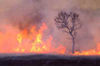 03akameyanagi.jpg (43915 �o�C�g)