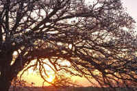 03kobusi.jpg (126457 �o�C�g)