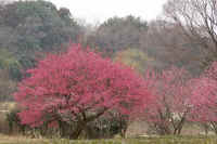 03koubai.jpg (77435 �o�C�g)