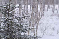 03matu.jpg (94952 �o�C�g)