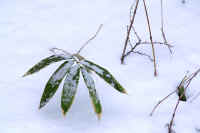 03sasa.jpg (51966 バイト)