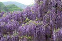 04fuji.jpg (99618 �o�C�g)