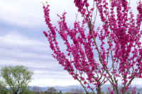 04hanazuou.jpg (92515 �o�C�g)