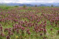 04himeodorikosou.jpg (82996 バイト)