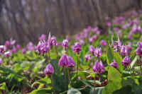 04katakuri.jpg (66360 バイト)