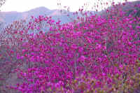 04mitubatutuji.jpg (103388 �o�C�g)