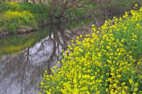 04nanohana.jpg (105009 �o�C�g)