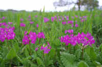 04sakurasou.jpg (68373 �o�C�g)