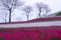 04sibazakura.jpg (71454 バイト)