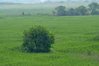 05akameyanagi.jpg (58695 バイト)