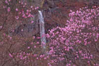 05akayasio2.jpg (94865 �o�C�g)