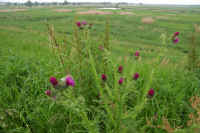 05azami.jpg (75044 �o�C�g)