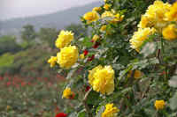 05bara.jpg (71157 バイト)