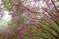 05mitubatutuji.jpg (110388 バイト)